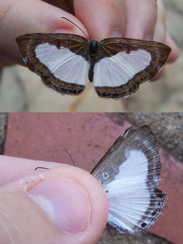 FIGURE 3e FIGURE 3e
